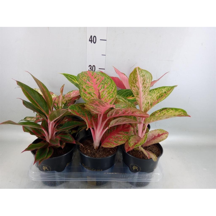 <h4>Aglaonema   ...</h4>