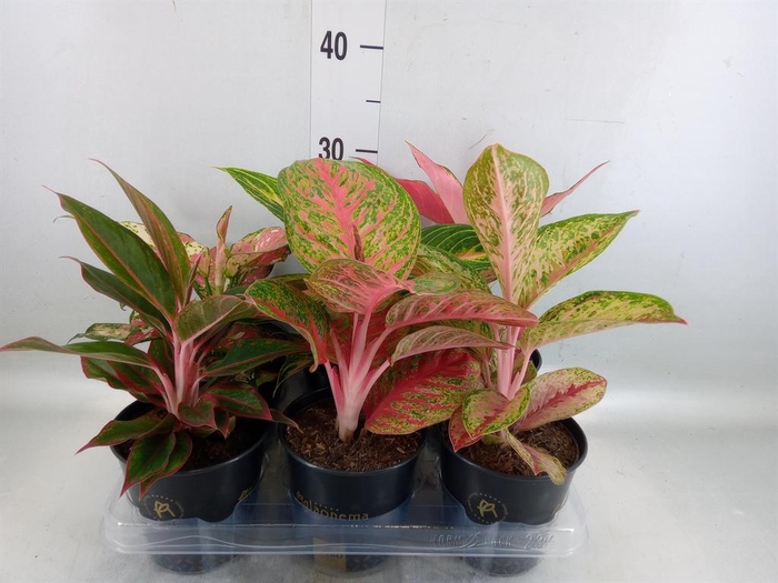 <h4>Aglaonema ...</h4>