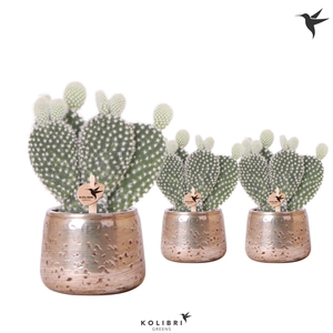 Kolibri Greens Opuntia white in Luxury pot silver