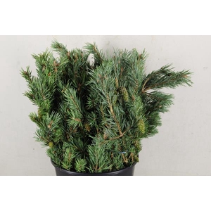 Pinus Mugo Bs 500g