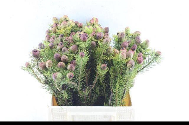 <h4>LEUCAD TERETIFOLIUM</h4>