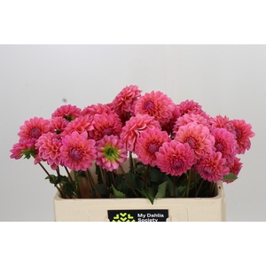 Dahlia Doris Duke