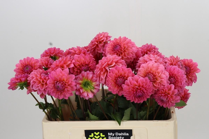 <h4>Dahlia Doris Duke</h4>