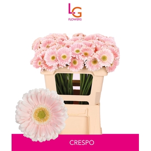 Germini Crespo Water