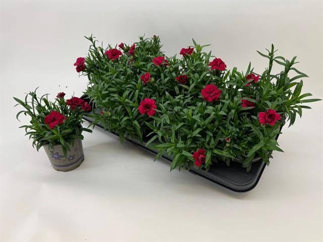 <h4>DIAN OSC DARK RED</h4>