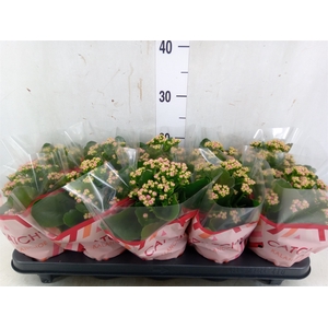 Kalanchoe blos. 'RosDon Geraldo'
