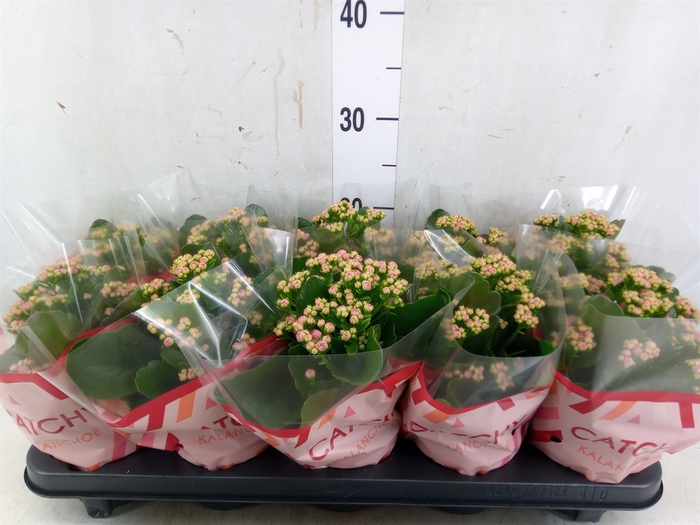 <h4>Kalanchoe blos. 'RosDon Geraldo'</h4>