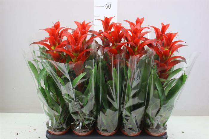 <h4>Guzmania Allura</h4>