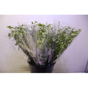 Chasmanth Latifolium X10