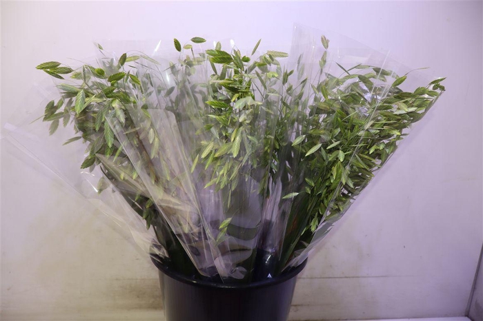 <h4>Chasmanth Latifolium X10</h4>