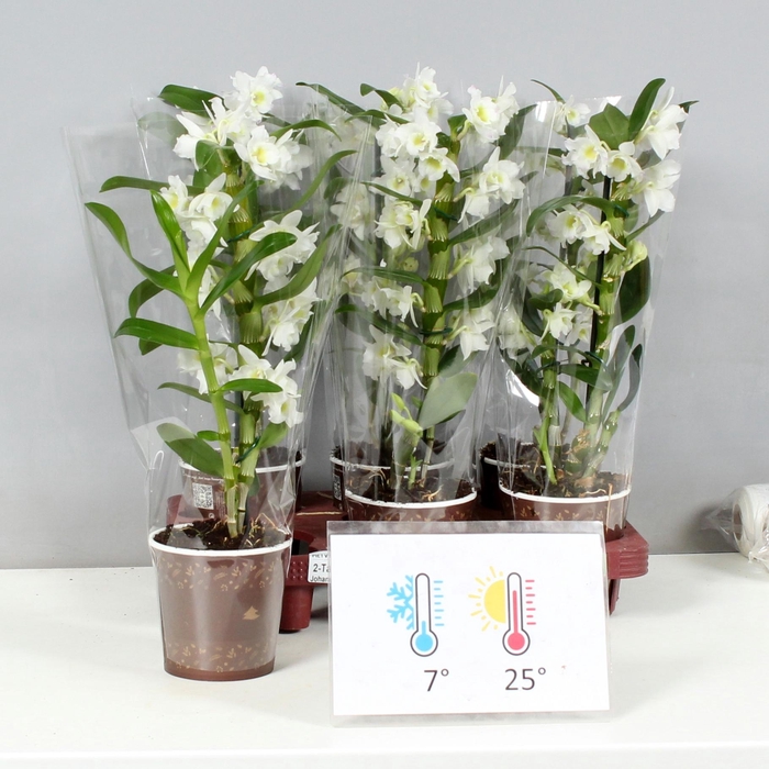 <h4>DENDR N SC APOLLON</h4>