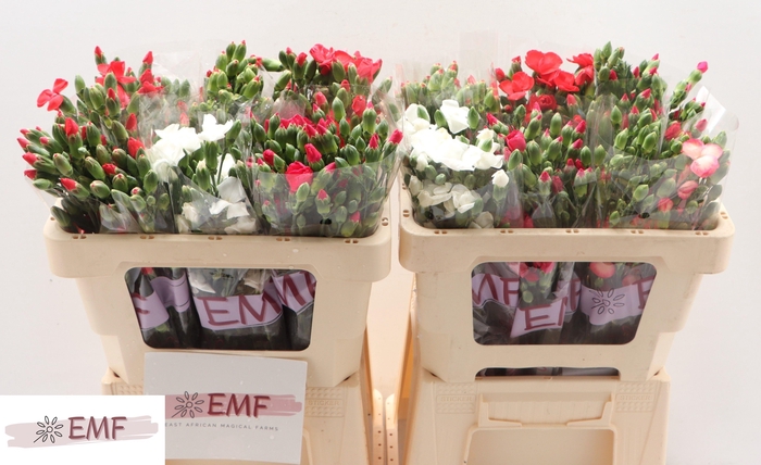 <h4>Di Te Solom Gem Fust</h4>