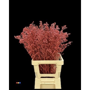 Waxflower Metallic Red