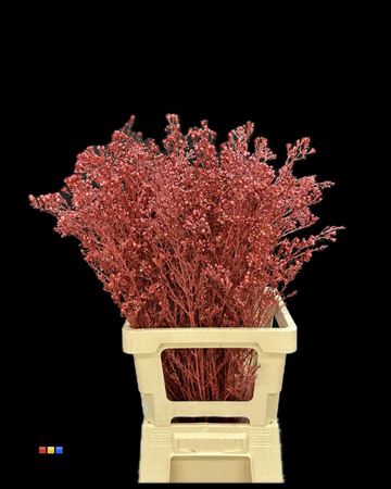 Waxflower Metallic Red