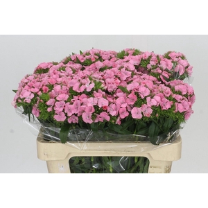Dianthus Br Earl