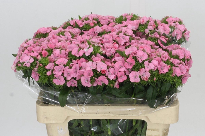 <h4>Dianthus Br Earl</h4>