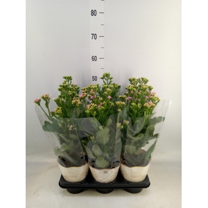 Kalanchoe  'RoseFlow Graceful Pink'