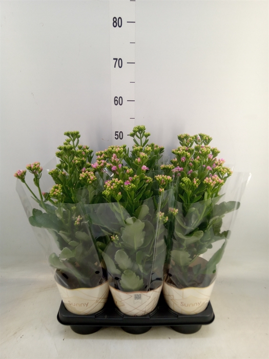 <h4>Kalanchoe  'RoseFlow Graceful Pink'</h4>