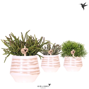 Kolibri Greens Rhipsalis mix in Moonstone pot white