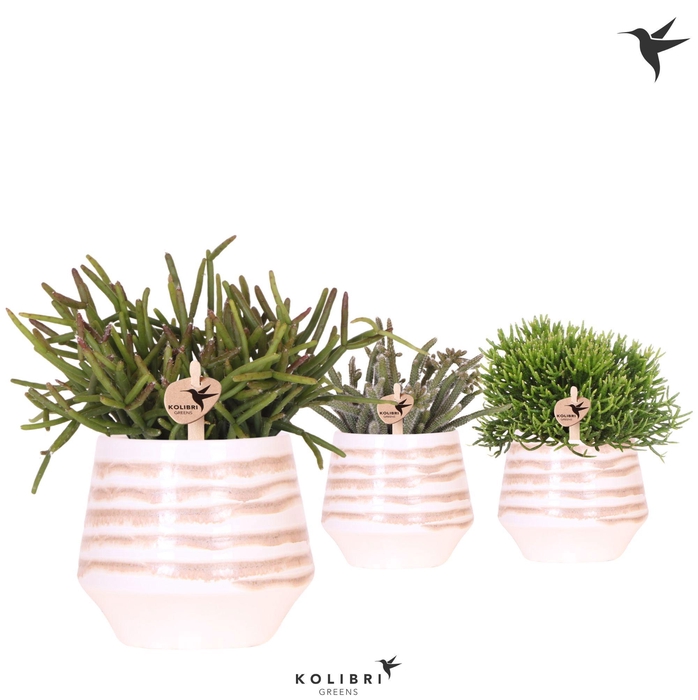 <h4>Kolibri Greens Rhipsalis mix in Moonstone pot white</h4>