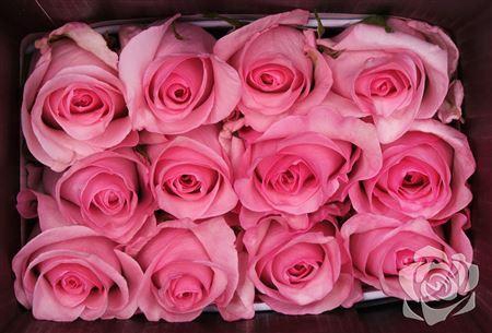 <h4>R Gr Jet Set</h4>