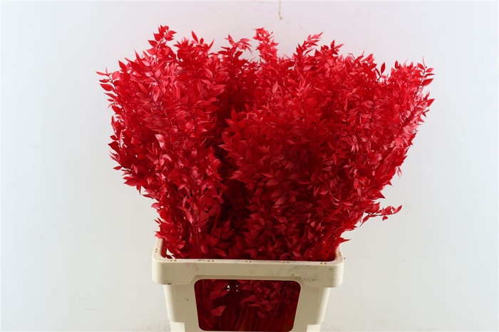 Pres Ruscus Red P Stem