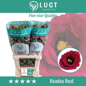 Lisianthus Rosita Red