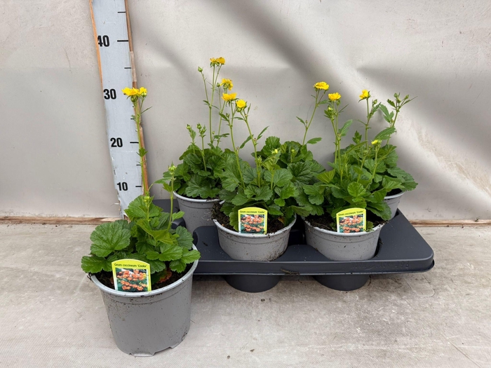 Geum coccineum Cooky