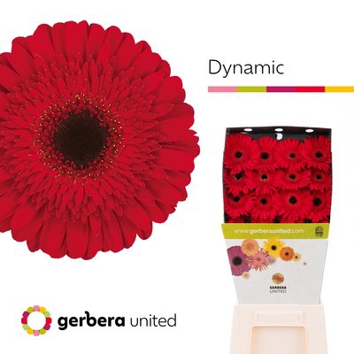 <h4>Gerbera diamond dynamic</h4>