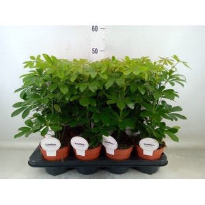 Schefflera arbor. 'Nora'