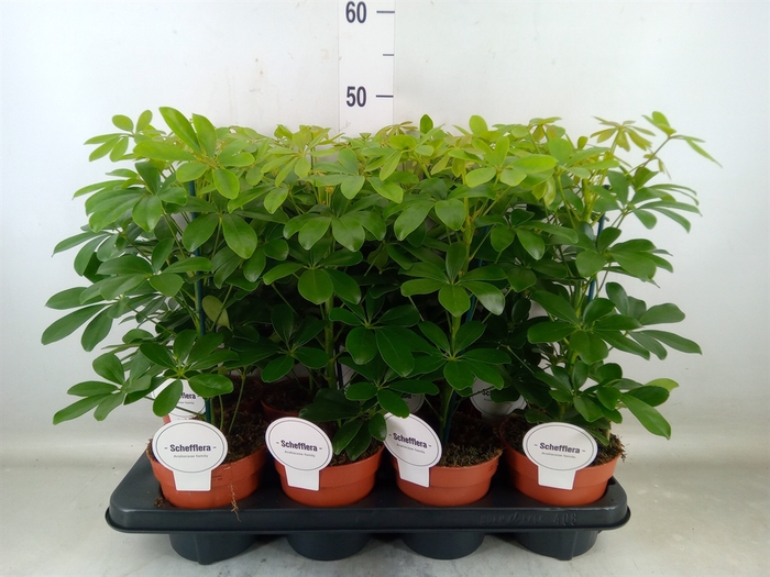 <h4>Schefflera arbor. 'Nora'</h4>