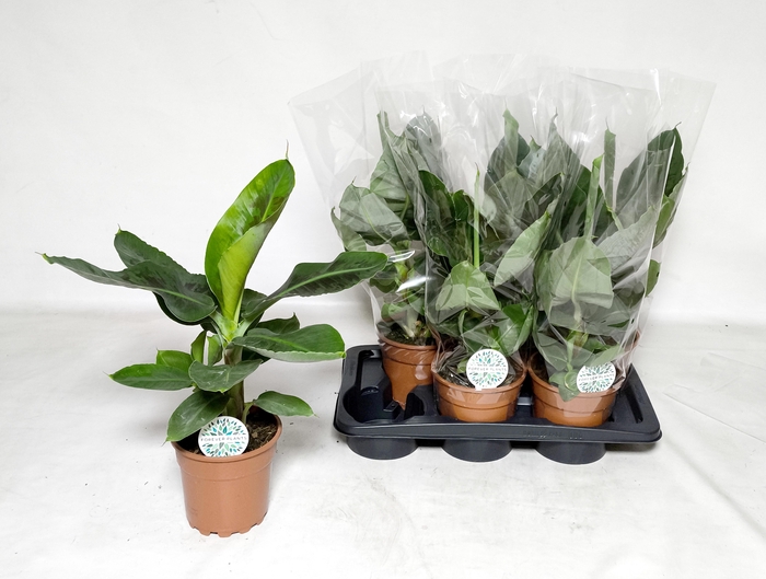 <h4>MUSA TROPICANA</h4>