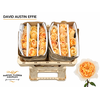 Rosa David Austin Effie