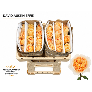 Rosa David Austin Effie