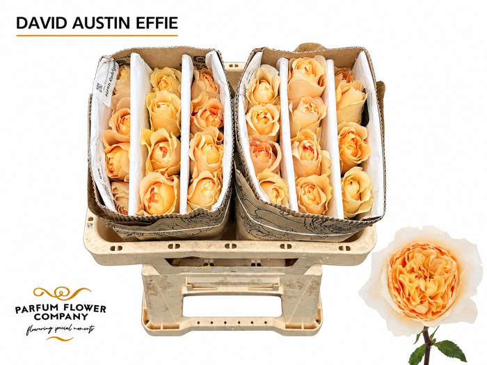 <h4>Rosa David Austin Effie</h4>