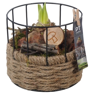 PTAA7557 Arrangementen Hippeastrum