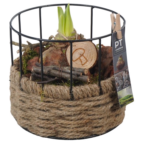 <h4>PTAA7557 Arrangementen Hippeastrum</h4>