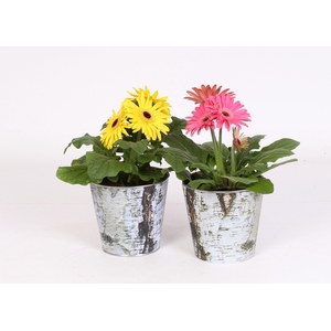 Gerbera belicht 2+ in zinken pot met berken print