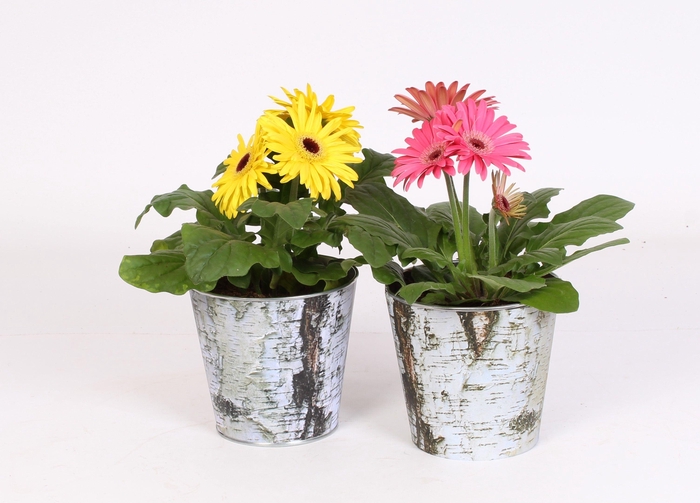 <h4>Gerbera belicht 2+ in zinken pot met berken print</h4>