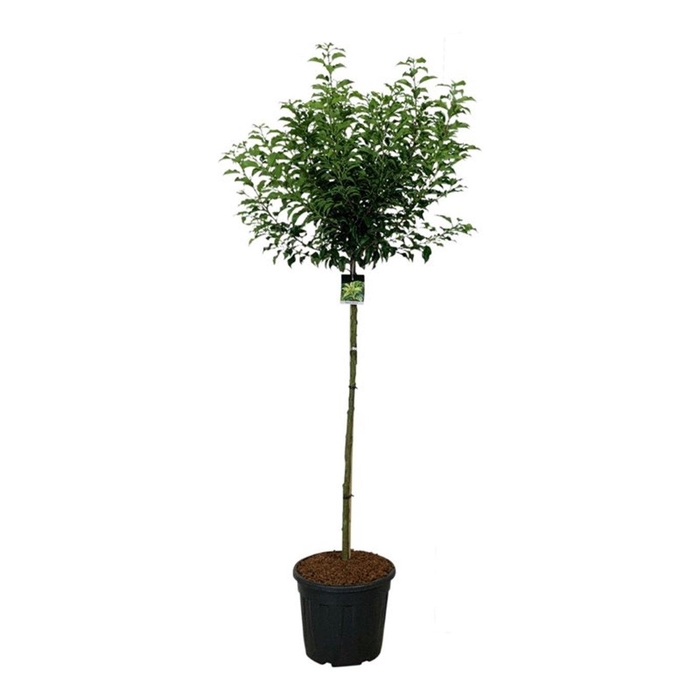<h4>Prunus lus. 'Brenelia' PBR</h4>