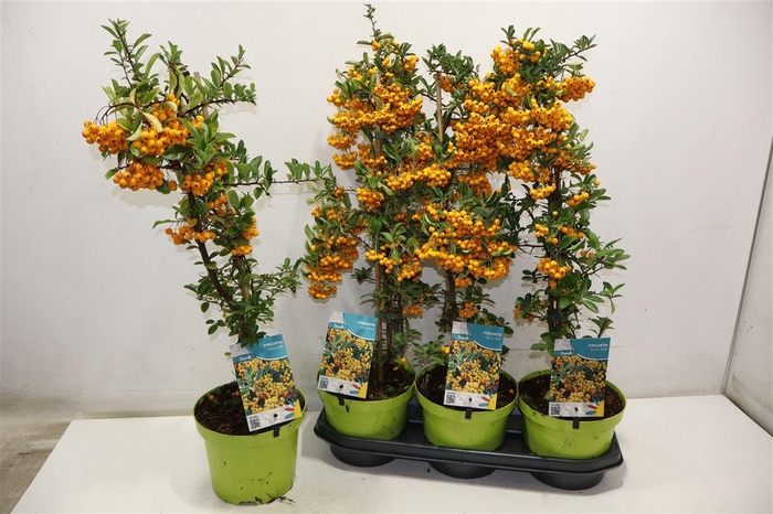 <h4>Pyrac Soleil Dor</h4>