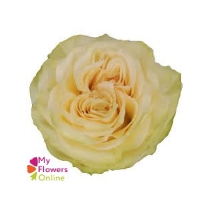 R Gr Dynamic White 50cm EC