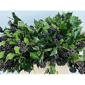 HEDERA OV MET BES BS