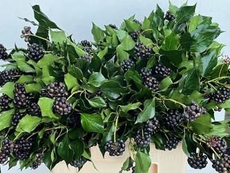 <h4>HEDERA OV MET BES BS</h4>