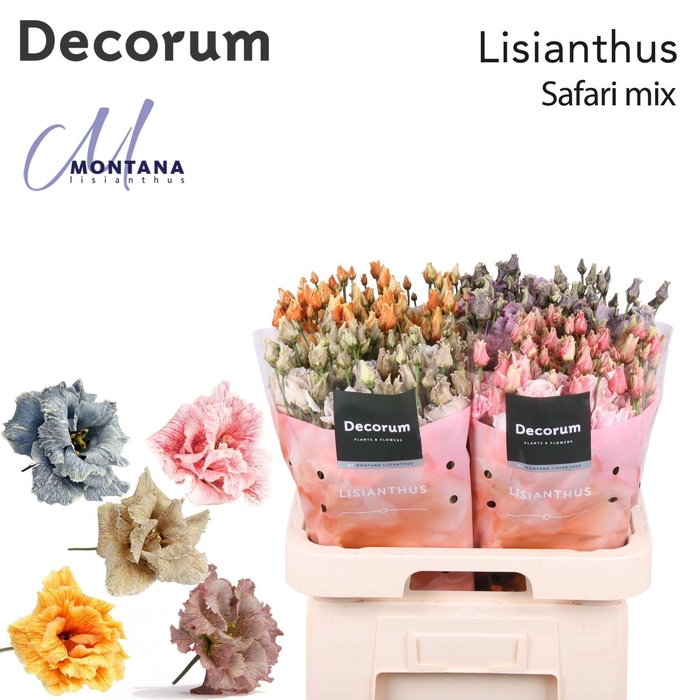 <h4>Lisianthus Dye Safari mix</h4>