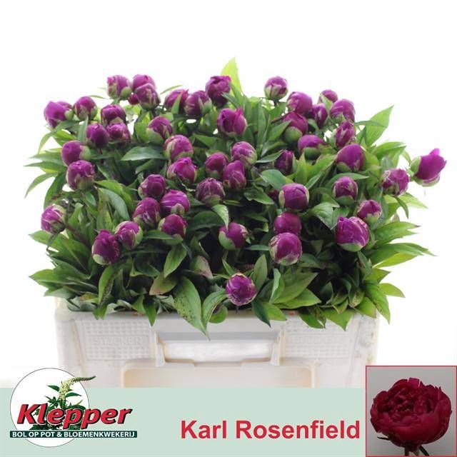 <h4>PAEO L KARL ROSENF</h4>