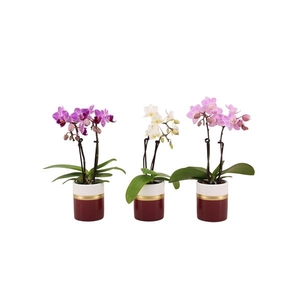 Dolomite Horizon Bordeaux Tiny Dolls Mix 2T10+ Aqu@