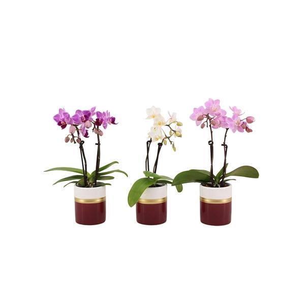 <h4>Dolomite Horizon Bordeaux Tiny Dolls Mix 2T10+ Aqu@</h4>