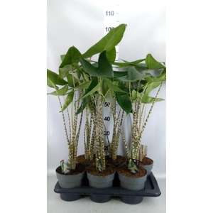 Alocasia zebrina