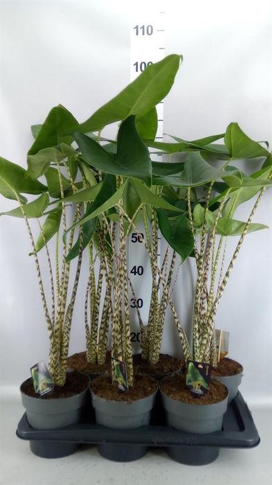 <h4>Alocasia zebrina</h4>